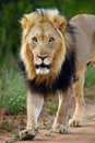 Big male lion, African, Transvaal or the Southeast African lion Panthera leo krugeri with black mane on the road. Portrait of a Royalty Free Stock Photo