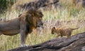 Big male lion with cub. National Park. Kenya. Tanzania. Masai Mara. Serengeti. Royalty Free Stock Photo