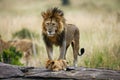 Big male lion with cub. National Park. Kenya. Tanzania. Masai Mara. Serengeti. Royalty Free Stock Photo