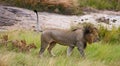 Big male lion with cub. National Park. Kenya. Tanzania. Masai Mara. Serengeti. Royalty Free Stock Photo