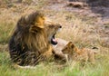 Big male lion with cub. National Park. Kenya. Tanzania. Masai Mara. Serengeti. Royalty Free Stock Photo