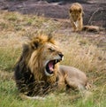 Big male lion with cub. National Park. Kenya. Tanzania. Masai Mara. Serengeti. Royalty Free Stock Photo