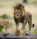 Big male lion with cub. National Park. Kenya. Tanzania. Masai Mara. Serengeti. Royalty Free Stock Photo