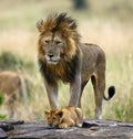 Big male lion with cub. National Park. Kenya. Tanzania. Masai Mara. Serengeti. Royalty Free Stock Photo