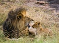 Big male lion with cub. National Park. Kenya. Tanzania. Masai Mara. Serengeti. Royalty Free Stock Photo