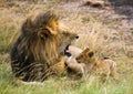 Big male lion with cub. National Park. Kenya. Tanzania. Masai Mara. Serengeti. Royalty Free Stock Photo