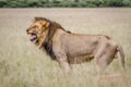 Big male Lion doing a Flehmen grimace.