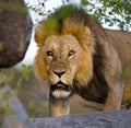 Big male lion with gorgeous mane on a big rock. National Park. Kenya. Tanzania. Masai Mara. Serengeti. Royalty Free Stock Photo