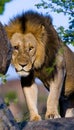 Big male lion with gorgeous mane on a big rock. National Park. Kenya. Tanzania. Masai Mara. Serengeti. Royalty Free Stock Photo