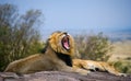 Big male lion with gorgeous mane on a big rock. National Park. Kenya. Tanzania. Masai Mara. Serengeti. Royalty Free Stock Photo