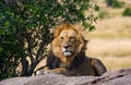 Big male lion with gorgeous mane on a big rock. National Park. Kenya. Tanzania. Masai Mara. Serengeti. Royalty Free Stock Photo