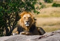 Big male lion with gorgeous mane on a big rock. National Park. Kenya. Tanzania. Masai Mara. Serengeti. Royalty Free Stock Photo