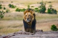 Big male lion with gorgeous mane on a big rock. National Park. Kenya. Tanzania. Masai Mara. Serengeti. Royalty Free Stock Photo