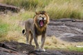 Big male lion with gorgeous mane on a big rock. National Park. Kenya. Tanzania. Masai Mara. Serengeti. Royalty Free Stock Photo