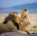 Big male lion with gorgeous mane and lioness on a big rock. National Park. Kenya. Tanzania. Masai Mara. Serengeti. Royalty Free Stock Photo