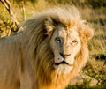 Big male lion laying down on an african savanna during sunset. Royalty Free Stock Photo