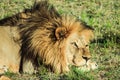 Big male lion laying down on an african savanna during sunset. Royalty Free Stock Photo