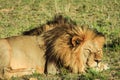 Big male lion laying down on an african savanna during sunset. Royalty Free Stock Photo