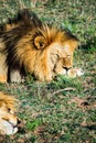 Big male lion laying down on an african savanna during sunset. Royalty Free Stock Photo