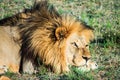 Big male lion laying down on an african savanna during sunset. Royalty Free Stock Photo