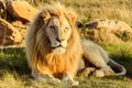 Big male lion laying down on an african savanna during sunset. Royalty Free Stock Photo