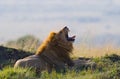 Big male lion lying in the grass and yawns in the morning. National Park. Kenya. Tanzania. Maasai Mara. Serengeti.