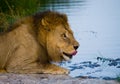 Big male lion with a mane of gorgeous drinking water. National Park. Kenya. Tanzania. Masai Mara. Serengeti. Royalty Free Stock Photo