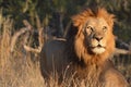 Big male Lion (Panthera leo) Royalty Free Stock Photo
