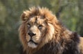 Big Male Lion Portrait Head face and mane