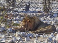 Big male Lion relaxing in the shade of a Mopane tree Royalty Free Stock Photo