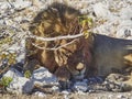 Big male Lion relaxing in the shade of a Mopane tree Royalty Free Stock Photo