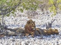 Big male Lion relaxing in the shade of a Mopane tree Royalty Free Stock Photo