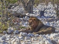 Big male Lion relaxing in the shade of a Mopane tree Royalty Free Stock Photo