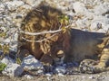 Big male Lion relaxing in the shade of a Mopane tree Royalty Free Stock Photo