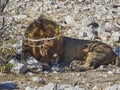 Big male Lion relaxing in the shade of a Mopane tree Royalty Free Stock Photo