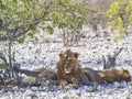 Big male Lion relaxing in the shade of a Mopane tree Royalty Free Stock Photo