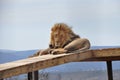 A big male lion resting on a scaffold Royalty Free Stock Photo