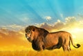 Big male lion on the savannah Royalty Free Stock Photo