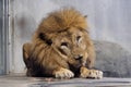 The big male lion sitting on the floor in zoo. Royalty Free Stock Photo