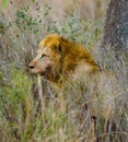 Big male lion standing in the savanna. National Park. Kenya. Tanzania. Maasai Mara. Serengeti. Royalty Free Stock Photo