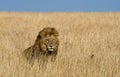 Big male lion standing in the savanna. National Park. Kenya. Tanzania. Maasai Mara. Serengeti. Royalty Free Stock Photo