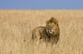 Big male lion standing in the savanna. National Park. Kenya. Tanzania. Maasai Mara. Serengeti. Royalty Free Stock Photo