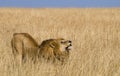 Big male lion standing in the savanna. National Park. Kenya. Tanzania. Maasai Mara. Serengeti. Royalty Free Stock Photo