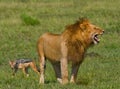 Big male lion standing in the savanna. National Park. Kenya. Tanzania. Maasai Mara. Serengeti. Royalty Free Stock Photo