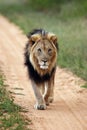 Big male lion,  Transvaal  or the Southeast African lion Panthera leo krugeri with black mane on the road. A large lion with a Royalty Free Stock Photo