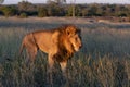 Big male lion walking through grassland