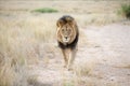 Big male lion walking Royalty Free Stock Photo