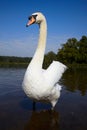 Big male mute swan Royalty Free Stock Photo