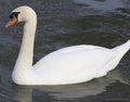 Big male mute swan Royalty Free Stock Photo