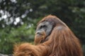 Big male orangutan Royalty Free Stock Photo